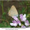 satyrium acaciae acaciae female 7